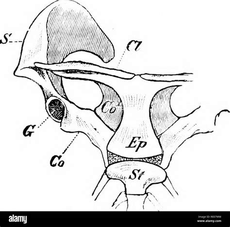 Pterygoid Process High Resolution Stock Photography and Images - Alamy