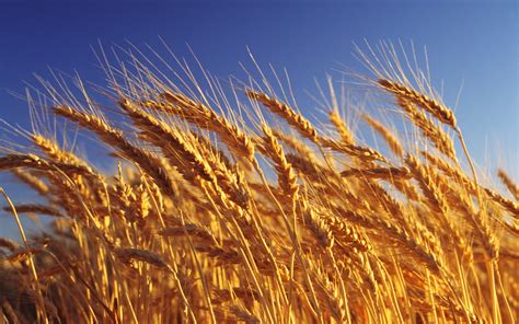 Wheat Crop Ready For Harvest Close Up Australia HD Wallpapers