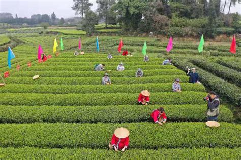 第十一届成都采茶节来啦 到蒲江采茶制茶品茶去！ 封面新闻