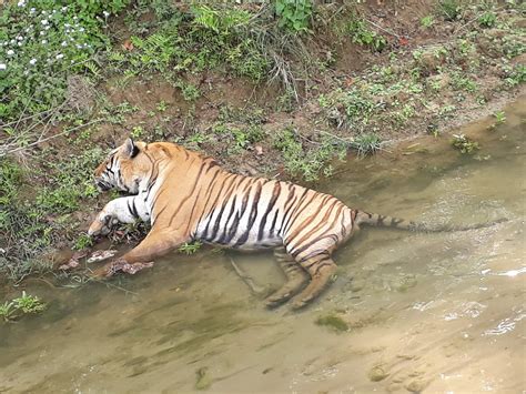 Soaring costs in tiger rehabilitation worry conservation authorities