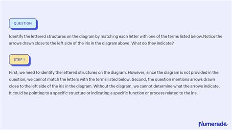 Solved Review Sheet Identify The Lettered Structures On The