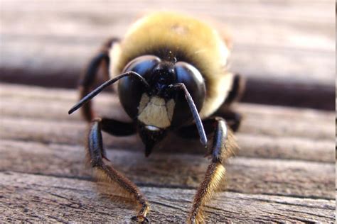 Carpenter Bees Pest Control