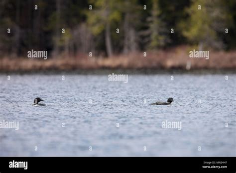 Maynooth Ontario Canada May Common Loons Gavia Immer