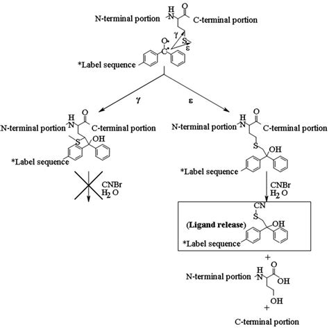 Reaction Scheme Of Photoactivated Bpa With A Met Residue And The Download Scientific Diagram