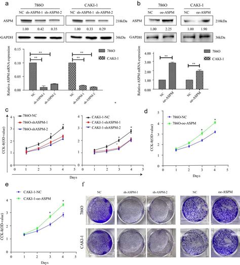 Portrays The In Vitro Proliferation Capability Of Aspm Stimulated Rcc