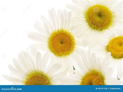 Chamomiles On White Background Stock Photo Image Of Color Bouquet