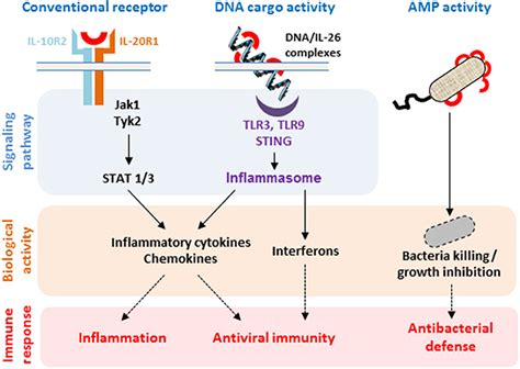 Frontiers IL 26 A Cytokine With Roles In Extracellular DNA Induced