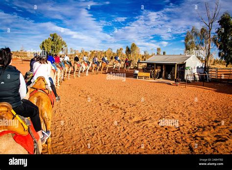 Tourists Ride Camels In The Australian Outback Sunset Camel Tour