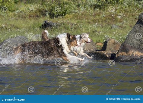 Two Australian Shepherd Dogs Run Stock Photo Image Of Couple Running