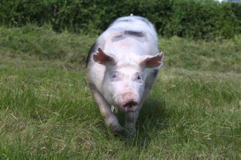 140+ Pietrain Pigs Stock Photos, Pictures & Royalty-Free Images - iStock