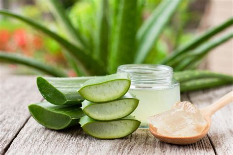 Aloe Vera come coltivarla proprietà benefici e utilizzi