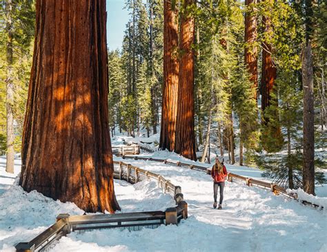 Hiking Mariposa Grove Of Giant Sequoias Trail In Yosemite