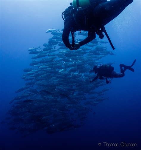 Best diving in Africa · Liquid Dive Adventures