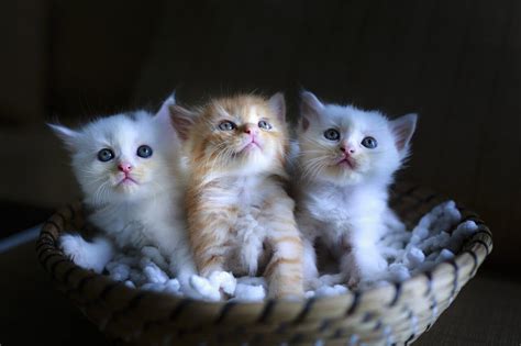 Cuki cica nevek ⋆ Macskanevek