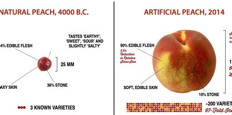 How Fruits Have Evolved Over Time Business Insider