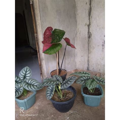 Jual Keladi Tengkorak Silver Alocasia Dragon Silver Shopee Indonesia