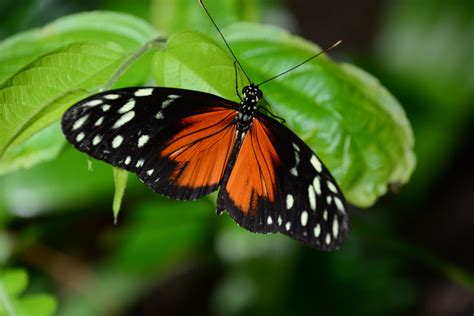 Butterfly 04 Frederik Meijer Gardens Grand Rapids Michig Flickr