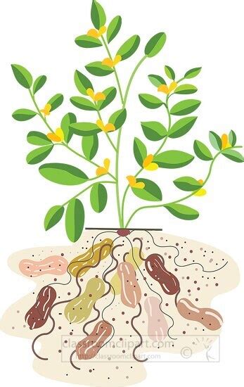 Plant Clipart-peanut plant showing peanuts growing underground vector illustra