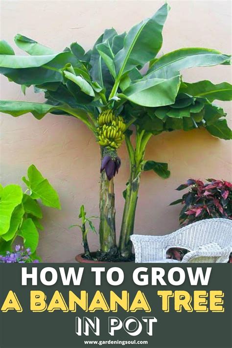 How To Grow A Banana Tree In Pot