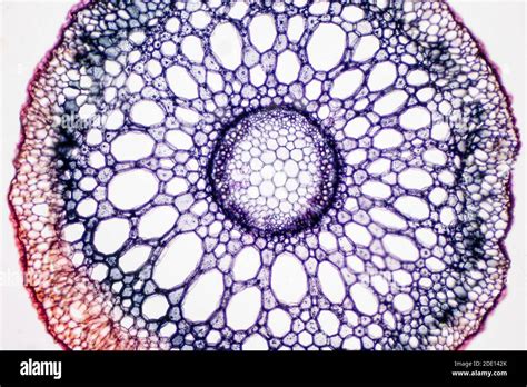 Phloem Micrograph Hi Res Stock Photography And Images Alamy