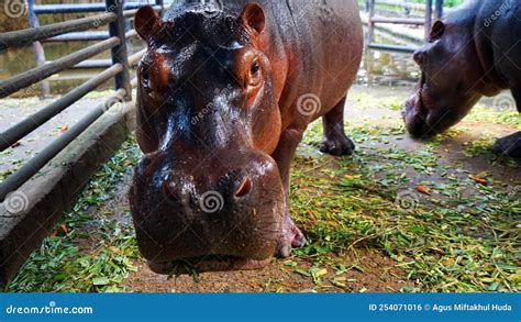 Hippo Eating Grass With Sad Face Stock Photo Image Of Animal Happy