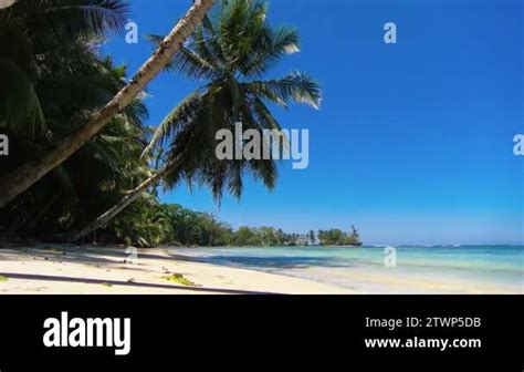 Idyllic Caribbean White Virgin Beach With Palm Trees On The Water