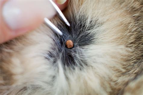 Tick On Cats Head