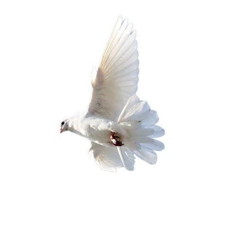 White Dove On A White Background Stock Photo Image Of Hope Flight