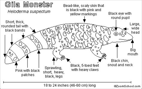 Length and looks - Gila Monsters Surprising Facts