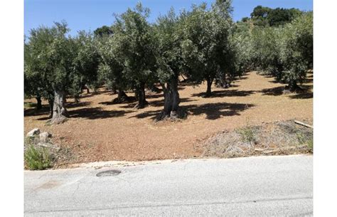 Terreno Agricolo Coltura In Vendita Da Privato A Lamezia Terme