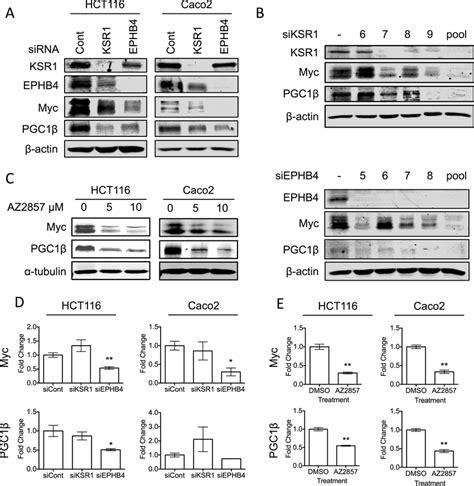 Inhibition Of Ephb4 Decreases Myc Rna And Protein Levels A And C Myc Download Scientific