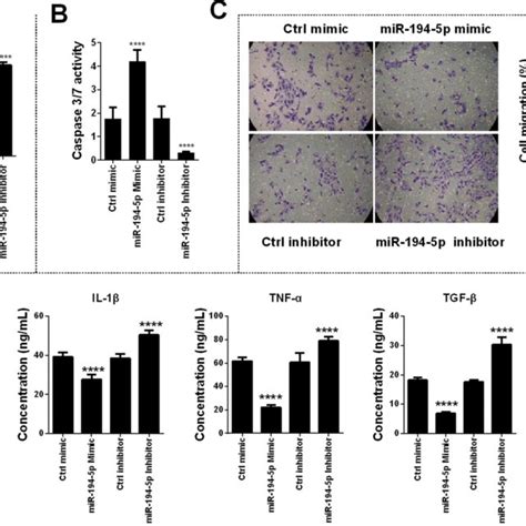 Overexpression Of Mir P Suppresses Lps Induced Proliferation