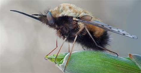 Meet The Bee Fly The Cute Bee Mimic With A Dark Side Natural History