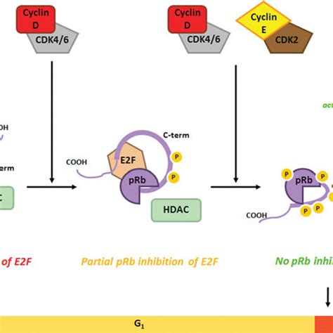 Pdf Control Of Cell Cycle Progression By Phosphorylation Of Cyclin