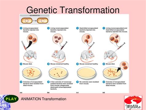 Ppt Microbial Genetics Powerpoint Presentation Free Download Id