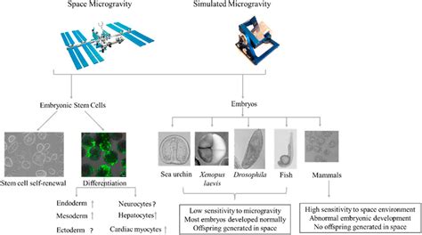 Frontiers Effects Of Microgravity On Early Embryonic Development And