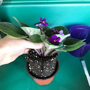 How To Repot African Violets RePotme