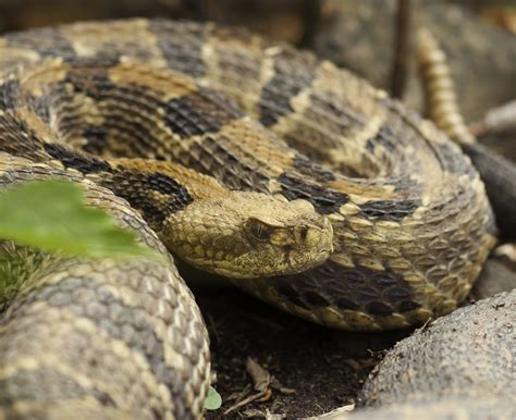 The 3 Types Of Rattlesnakes In Arkansas Id Guide Nature Blog Network