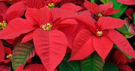 Poinsettia Flowers-cs