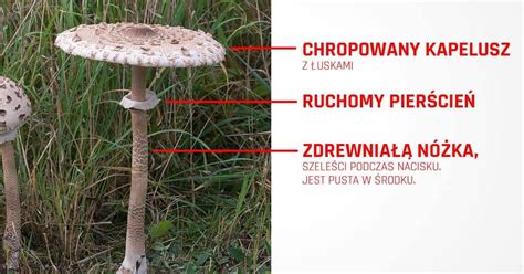 Jak rozpoznać kanię Sowa a muchomor sromotnikowy Jak przyrządzić