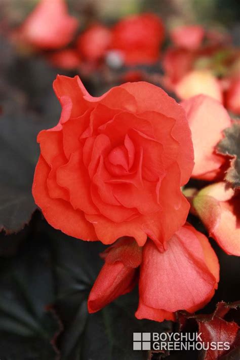 Begonia Solenia Boychuk Greenhouses