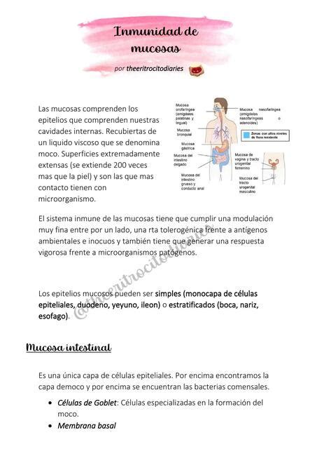 Inmunidad En Las Mucosas TheEritrocitoDiaries UDocz