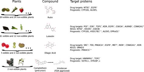 Phytochemicals Present In Edible And Non Edible Plants With Significant