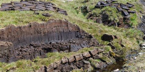 Torf Und Klimawandel Warum Ist Torf So Wichtig F R Unsere Umwelt