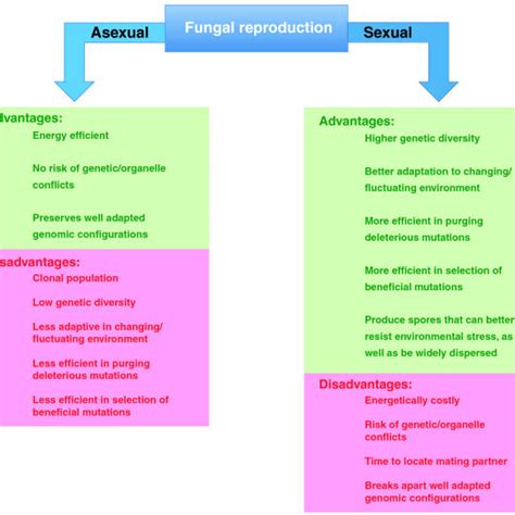 Describe Asexual And Sexual Reproduction As Survival Strategies