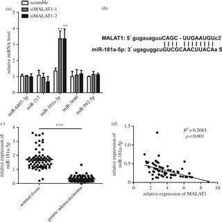 Mir A P Is A Direct Target Of Malat In Gastric Cancer A Mgc