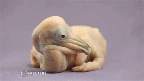 This Ugly Baby Pelican Will Grow Up To Be Still Sort Of Ugly But In A