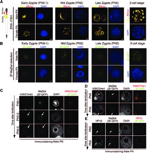 Pericentromeric Chromatin Localizes Around The Nucleoli Prior To The