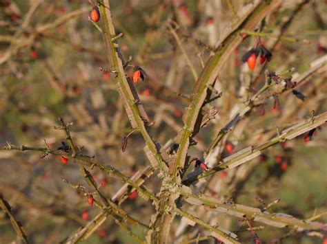 Euonymus alatus | Winged spindle - Van den Berk Nurseries