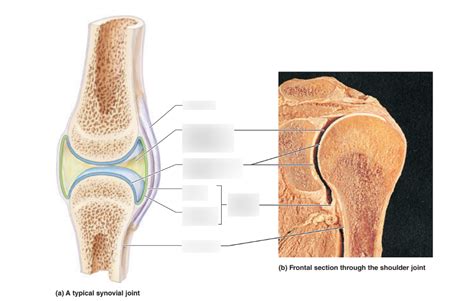 General Structure Of Synovial Joints Diagram Quizlet